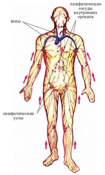 Как двигается лимфа,краткое содержание