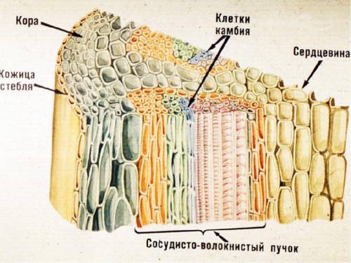 Установите ,какие слои древесины старше по возрасту -лежащие ближе к середине или к коре. объясните