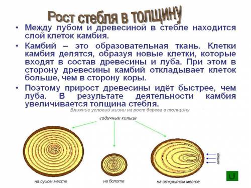 Установите ,какие слои древесины старше по возрасту -лежащие ближе к середине или к коре. объясните