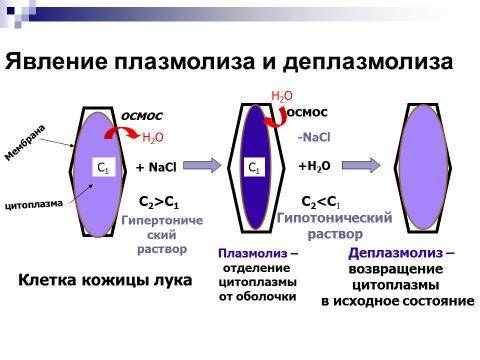 Лаб. раб. по биологии на тему наблюдение явлений плазмолиса и деплазмолиса в живых клетках (лук) н