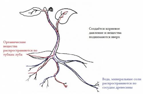 Зарисуйте смеху транспорта веществ в растении сделайте подписки к русунку