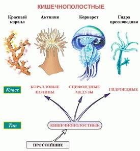 Пользуясь материалам параграфа завершите схему примеры укажите значение кишечнополостных в природе