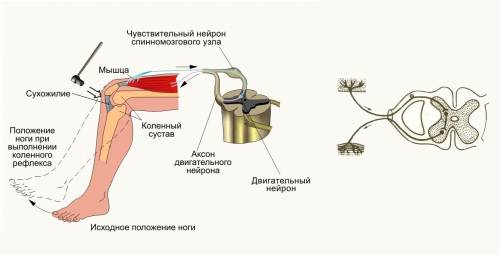 Где располагаются рефлексогенные зоны зрительного рефлекса и коленного рефлекса?