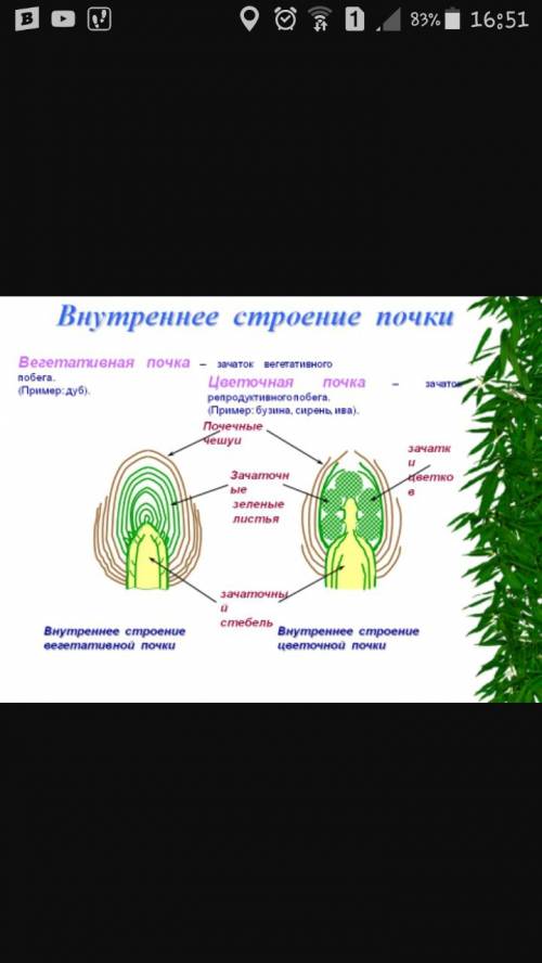 Напишите вывод о вегатативной почке дуба