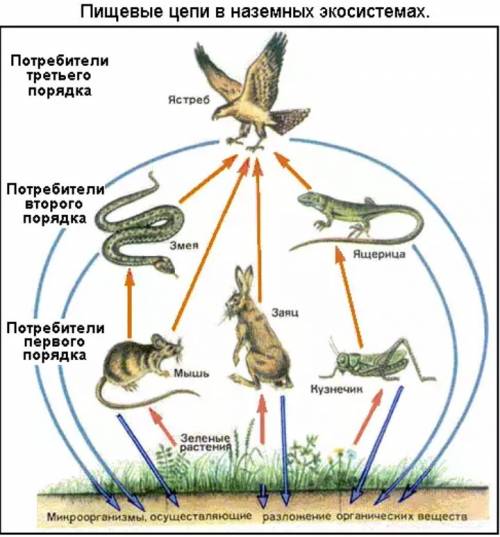 Составьте три пищевых цепочки тема урока кто что ест