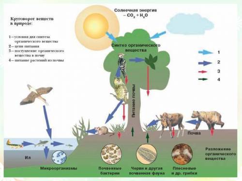 Как животные могут круговоротом веществ во всем лесу