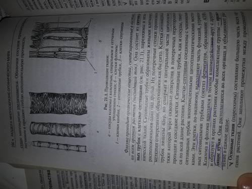 Классификация тканей растений лабораторная работа зарисуйте рассмотрены ткани подпишите их