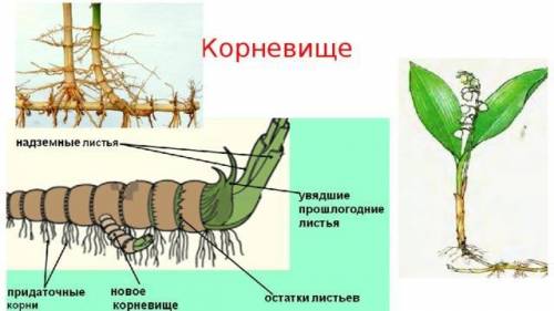 Класс 6 параграф 33 1. примеры видоизмененных подземных побегах. какие функции они выполняют? 2.дока