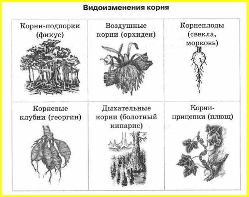 Класс 6 параграф 33 1. примеры видоизмененных подземных побегах. какие функции они выполняют? 2.дока