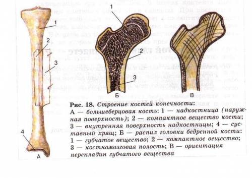 Опорно-двигательная система включает в себя пассивную часть скелеты и активную часть мышцы назовите