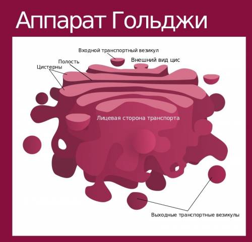 Аппарат гольджи, лизосомы,эндоплазматическая сеть, конспектируйсте, особенности и строение.