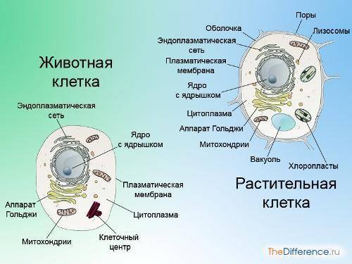 Чем отличается животная клетка от растительной?