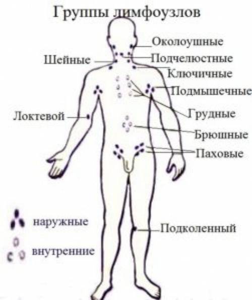 Рассмотрите рисунок 61, б. где расположено большинство лимфатических узлов? попробуйте прощупать сво