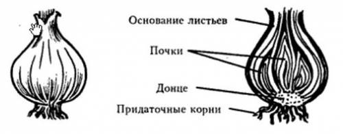 Какие корни образуются на донце луковицы?