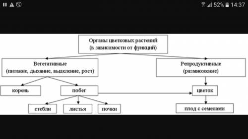 Составьте схему “органы покрытосеменных растений”