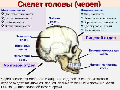 Назовите кости мозговой части черепа