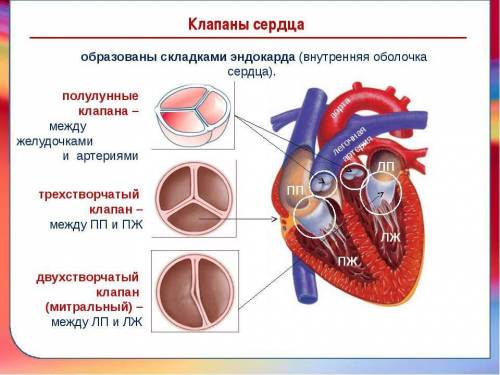 1. что входит в систему органов кровообращения? 2. где расположено сердце? каким можно определить ег