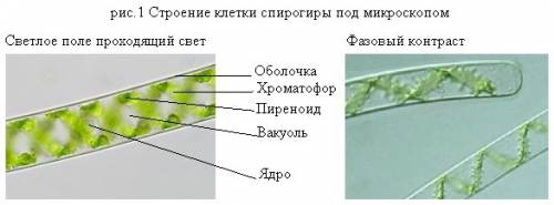 Биология. фото строений клеток спирогиры и кладофоры при малом увелечении микроскопа и при большом.