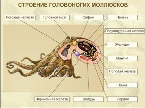 Система органов дыхания,кровообращения,выделительная,половая,нервная и эндокринная у молюсков