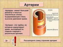 Определение артерий, особенности строения и их функции (тема кровеносная и лимфатическая системы)