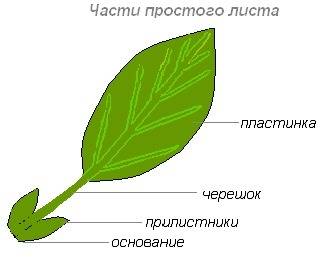 Какие части можно выделить у листа? ..буду