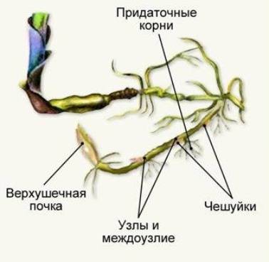 На основании каких признаков внешнего и внутреннего строения можно сделать вывод, что корневище, клу