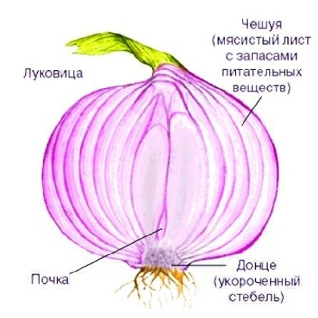 На основании каких признаков внешнего и внутреннего строения можно сделать вывод, что корневище, клу