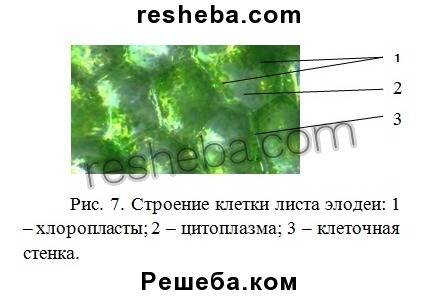 Выполнив лабораторную работу пластиды в клетках листа элодеи зарисуйте строение клетки листа элодеи