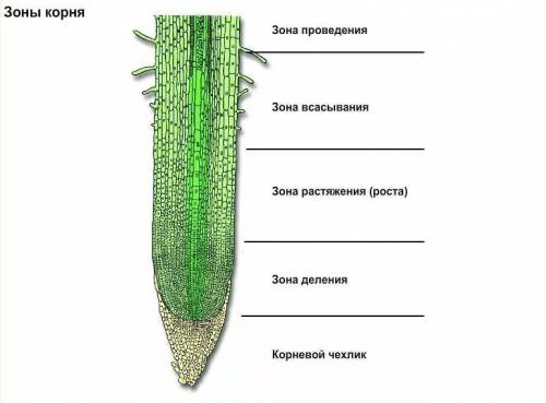 За якими ознаками можна розпізнаті всисну зону кореня?