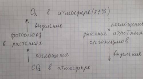 Нарисуйте схему круговотов кислородов в биосвере, снабдив соответствующими пояснениями.