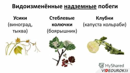 Видоизмененные побеги: колючки примеры растений,строение побега усики примеры растений,строение побе