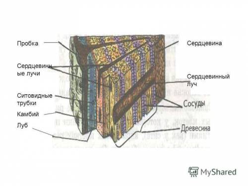 Скажите функции сердцевинных лучей у стебля,