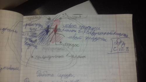 Зарисуйте схему строения сердца, указав камеры сердца и местонахождение клапанов сердца. поясните, к