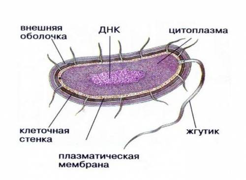 Опишите строение бактериальной клетки.