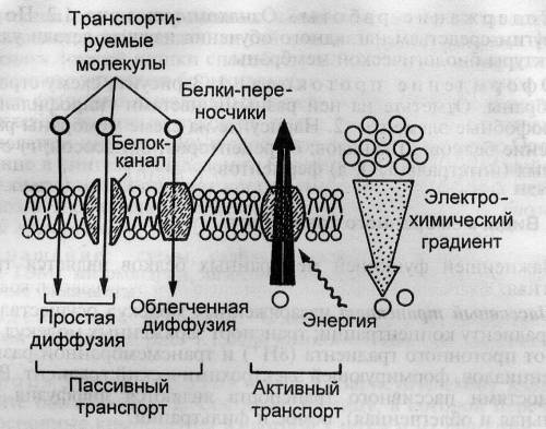 Сравните активный и пассивный транспорт !