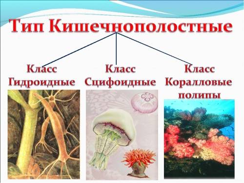 Найти 5 объектов из губок, 10 объектов из кишечнополостных.