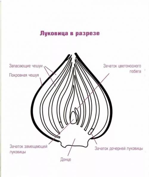 Нарисуй луковицу в разрезе и подпиши части и внутреннего строения