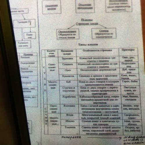 Составьте таблицувиды плодов и их организация