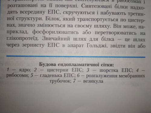 8.. из каких структурных элементов построена эндоплазматическая сеть? 1. незамкнутая мембранная сист