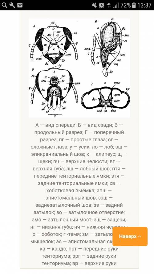 Медоносные пчёлы . сделать рассказ , особенности и т,.д