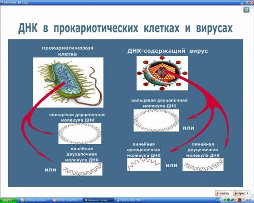 Вспомните строение хромосомы бактерий.чем она отличается от хромосомы эукариот?