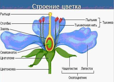 Каковы особенности строения цветка? коротко и ясно)