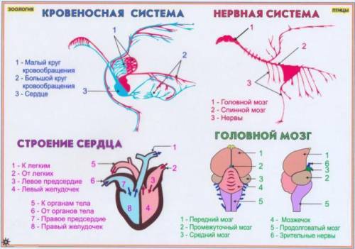 Cрочно нужен доклад на тему строение сердца птиц!