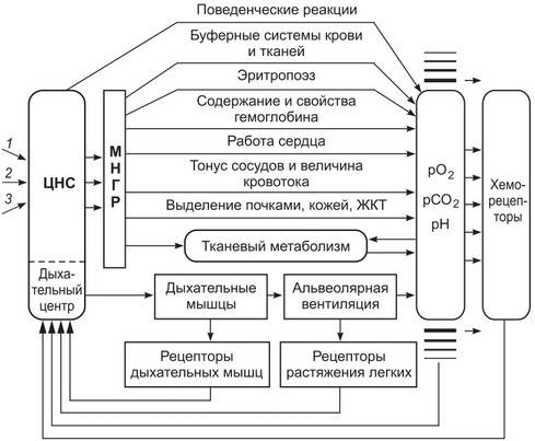 Опишите механизмы регуляции дыхания