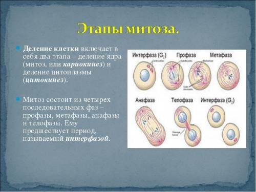 Число клеток образована в результате одного митотического деления нескольких клеток равно 12 сколько