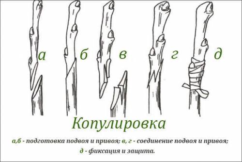 1.как и какие растения размножают с корневищ.2.какие растения размножают клубнями и луковицами.3.как