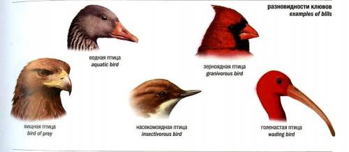 Птицы питающиеся насекомыми имеют, какой клюв ?