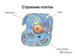 Как понять: клеткам присуще мембранное строение? и если можно, то рисунок такой клетки.