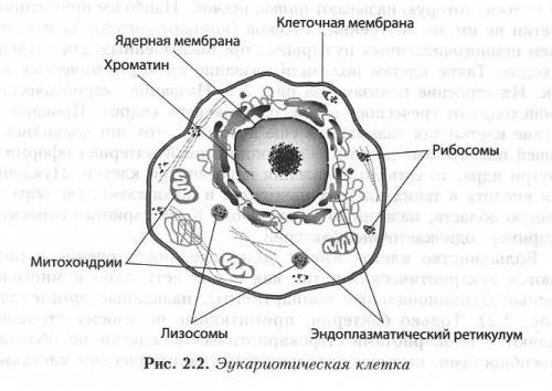 Как понять: клеткам присуще мембранное строение? и рисунок такой клетки, .