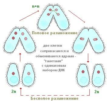 Формы размножения инфузорий p.s.: давайте без дурости, это студенческий уровень (хотя бы 10-11 кл)